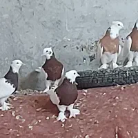 کبوترطوق سرخ. سیاه. زرد پاپر