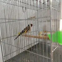 سهره  قلمی تازه صاف