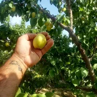 باغ 800متری ملکی سند تک برگی