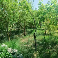 باغچه روستای خوش وآب هوازوایان|فروش خانه و ویلا|قم, امامزاده ابراهیم|دیوار