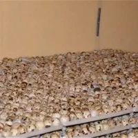 تخم.بلدرچین جوجه بلدرچین بلدرچین بالغ|حیوانات مزرعه|زاهدان, |دیوار