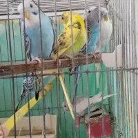 مرغ عشق|پرنده|رزن, |دیوار