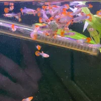 بچه گوپی توکسیدو|ماهی|اردبیل, |دیوار