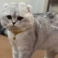 معاوضه گربه نژاددار با ساعت قدیمی سیکو واورینت