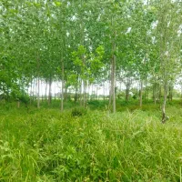 زمین / مسکونی / ۳۳۰۰ متری /