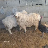 دوبره نر وماده چاق زابلی