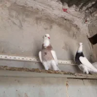 طوقی کرمانشاهی اصیل .پابلند|پرنده|بندر گناوه, |دیوار