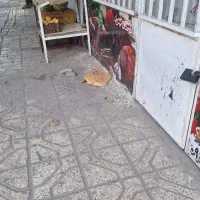 رهن واجاره مغازه|اجارهٔ مغازه و غرفه|مشهد, حجت|دیوار