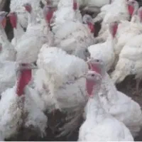 ۶۰ تا بوقلمون بیوتی زنده ۳ ماهه حداقل ۷ کیلو