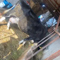 گاو هالشتاین و گوساله سیمینتال تازه تحلیق