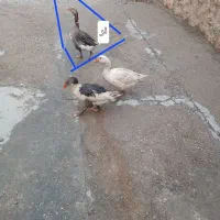 غاز.جوان.یک سال