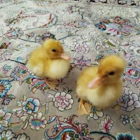 جوجه اردک بیست روزه