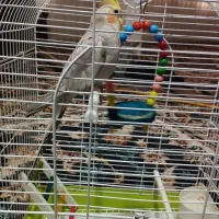 عروس هلندی|پرنده|قم, نیروگاه|دیوار