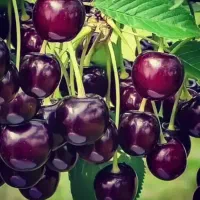 فروش عمده و خرده نهال|خدمات باغبانی و درختکاری|رشت, بازار|دیوار