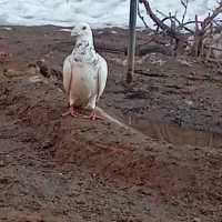 کبوترسار|پرنده|جوین, |دیوار