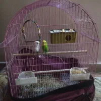 یک جفت مرغ عشق انگلیسی