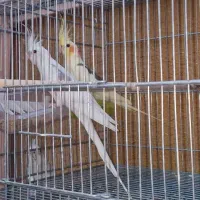 فروش عروس هلندی مولد در جم