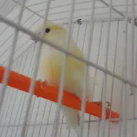 سه عددقناری طلایی|پرنده|بجنورد, |دیوار