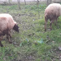 گوسفند|حیوانات مزرعه|اطاقور, |دیوار