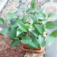 گل پتوس سبز