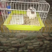 خرگوش خونگی