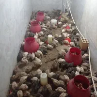 بلدرچین هلندی سفید بلدرچین نر ژاپنی تعداد 200عدد|حیوانات مزرعه|کهریزک, |دیوار