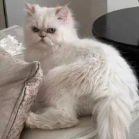 گربه پرشین نر ماده سفید اصلی