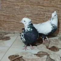 فروش کفتر|پرنده|شیراز, سهل‌آباد|دیوار