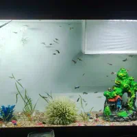 آکواریوم و ماهی