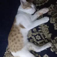 گربه گمشده|گربه|مشهد, فردوسی|دیوار