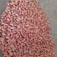 گندم دیم|خوردنی و آشامیدنی|صحنه, |دیوار
