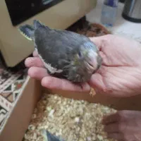 جوجه عروس هلندی سرلاکی همه رنگ|پرنده|شاهینشهر, نبوت|دیوار