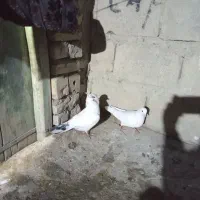 1 جفت کبوتر پرشی