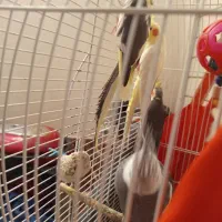 طوطی عروس هلندی جفت وایت فیس ابلق سینامون لوتینو|پرنده|رشت, سلیمانداراب|دیوار