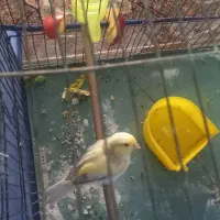 قناری ماده آماده دورگه سهرقناری هست