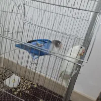 طوطی برزیلی|پرنده|نسیمشهر, |دیوار