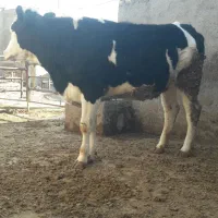 تلیسه چاق|حیوانات مزرعه|قزوین, |دیوار