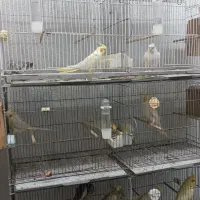 خانه پرندگان لاهیجان میدان جمهوری خیابان توحید|پرنده|لاهیجان, طالقانی|دیوار