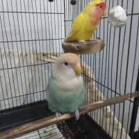 طوطی برزیلی