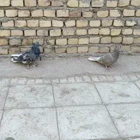 کفتر دم سفید