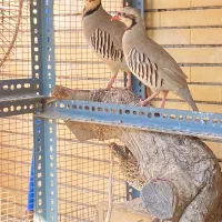 بلدرچین محلی|پرنده|بندرعباس, |دیوار