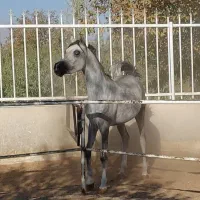 اسب عرب وارداتی،