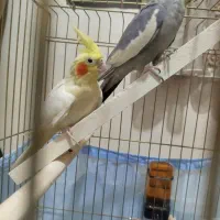 عروس هلندی  جفت
