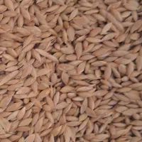 تخم کتان (قوش دنی) بوجاری شده|عمدهفروشی|اردبیل, |دیوار