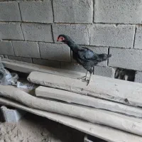 مرغ سیاه زغ زاغ
