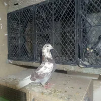 ی جفت گرگی استثنایی|پرنده|تهران, شهرک استقلال|دیوار