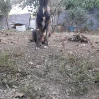 سگ سرابی توله
