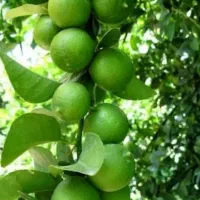 باغ لیمو|فروش زمین و ملک کلنگی|بوستان, |دیوار