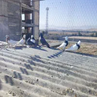 تعدادی کبوترباهم