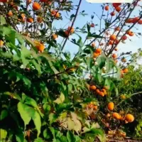 ویلا ساحلی درحویق هراندان|فروش خانه و ویلا|حویق, |دیوار